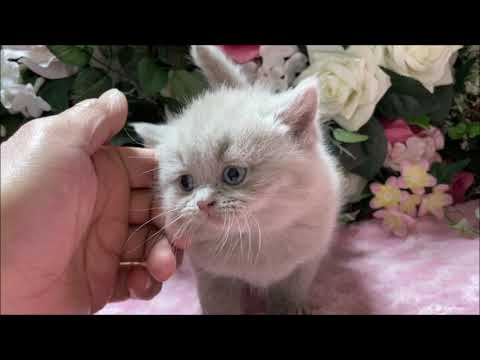 ブリティッシュショートヘアー　ライラック男の子２０２３年１月１９日生まれ