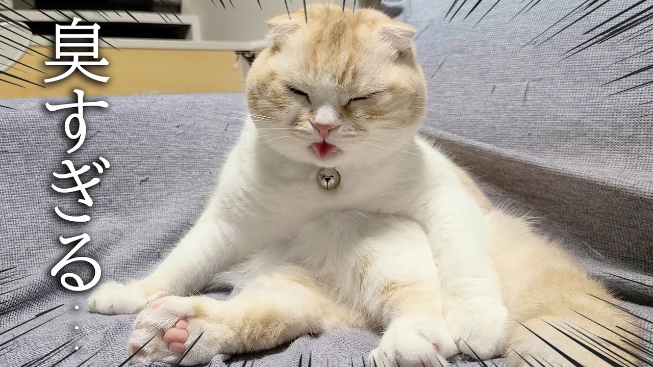 うんち後のお尻が臭すぎて鼻が曲った子猫と犬達がこちらです...笑