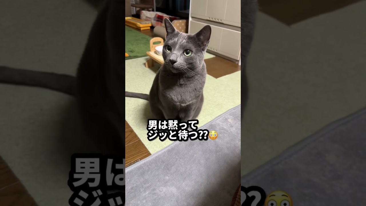 【ロシアンブルー】めろん今日は黙ってジッと待ちます😌男の子ですから...🫢【猫】#shorts