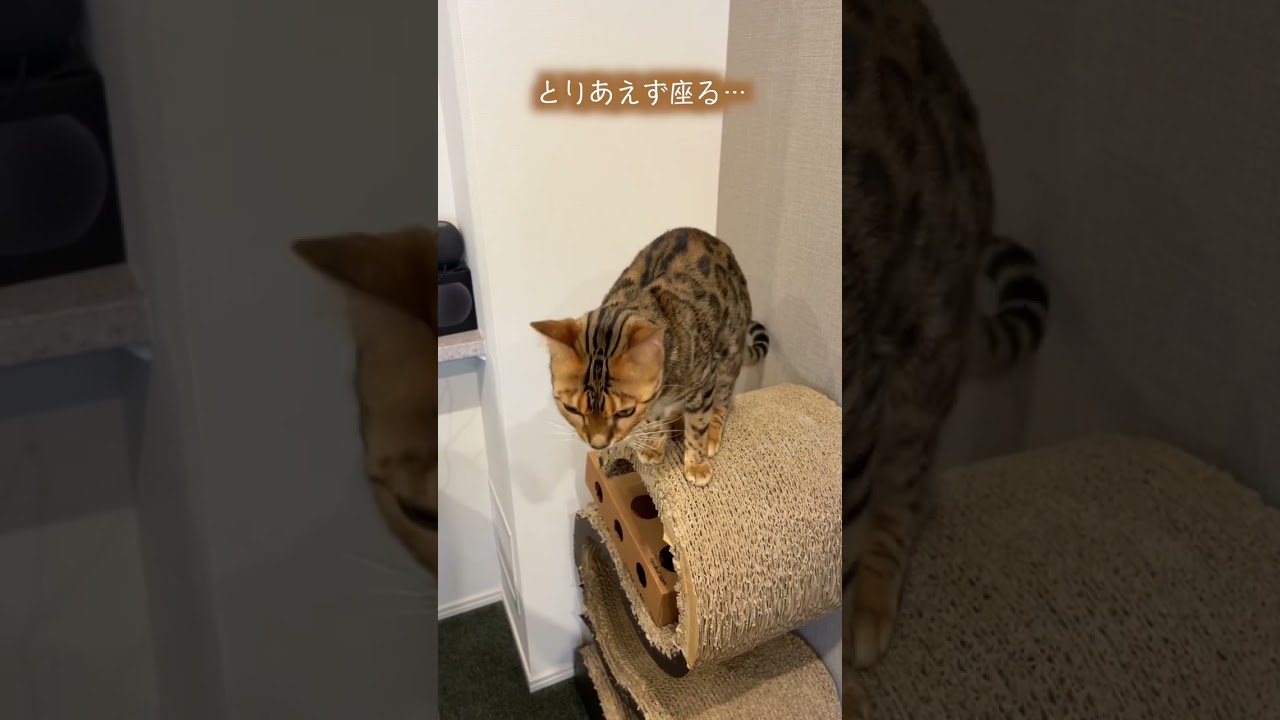 いつも塩対応のくせにイジメられそうになると可愛くする猫