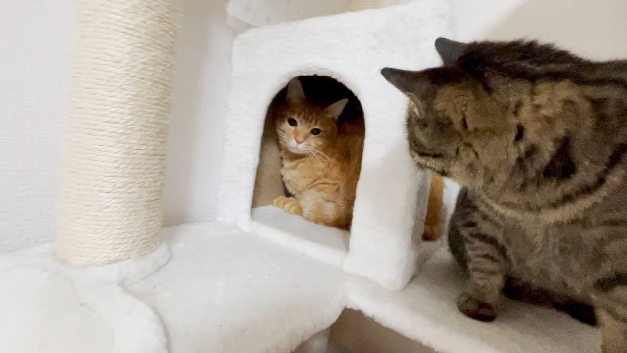 【人間不信】ほとんど姿を見せない人間不信な猫に新入り猫が・・・！