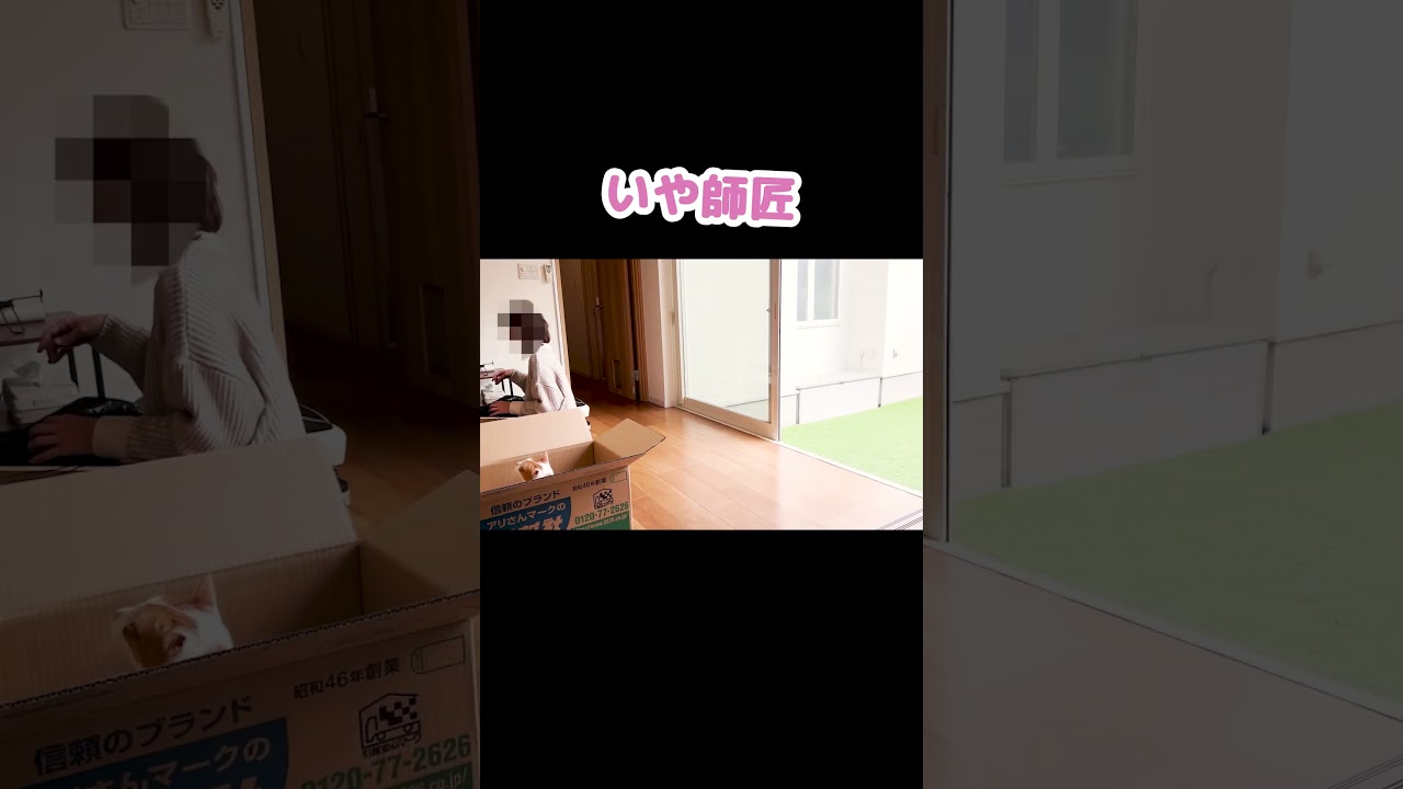 猫が行方不明になりました #Shorts