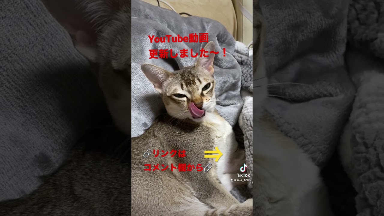 【シンガプーラ】セラ社長の可愛いあくび