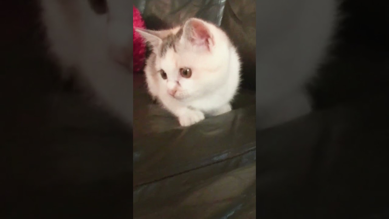 始めて来たパパの部屋でもお転婆ぶり全開の子猫ネコ吉 #Shorts