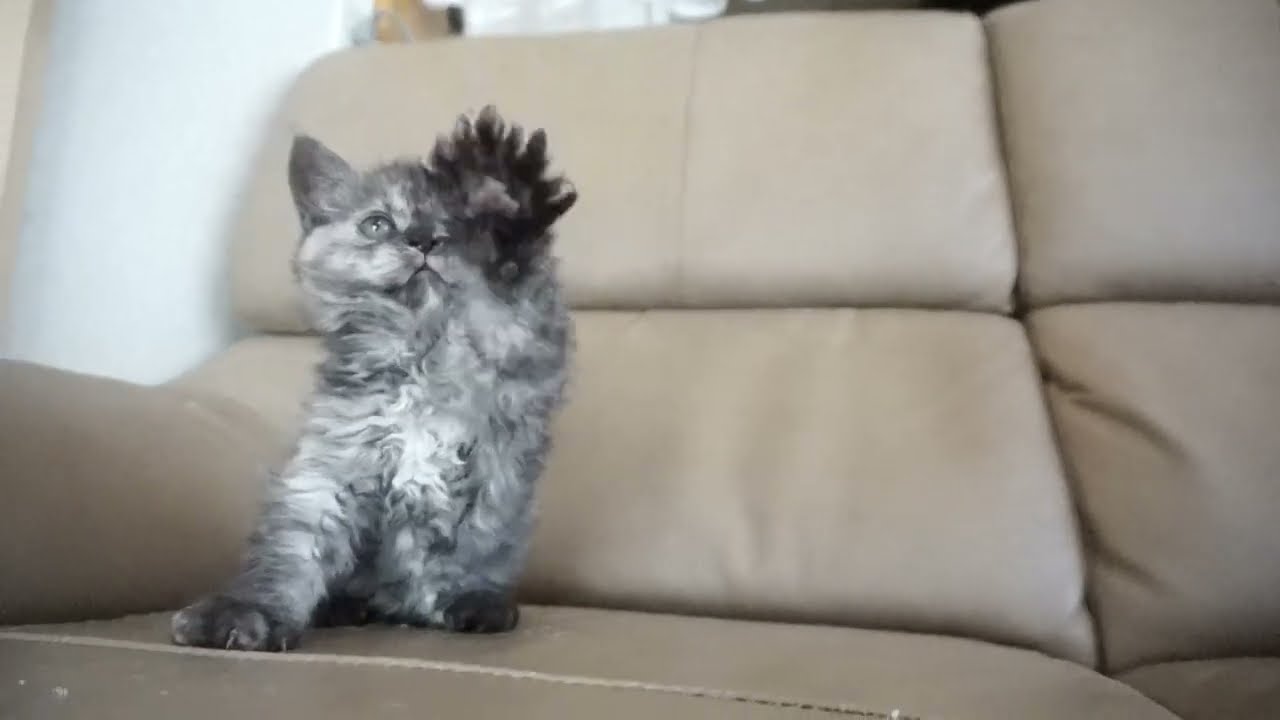 セルカークレックス子猫　2023.1.5産まれ 　ブラックスモークタビー　女の子　シーダキャット猫のお店　Selkirk Rex