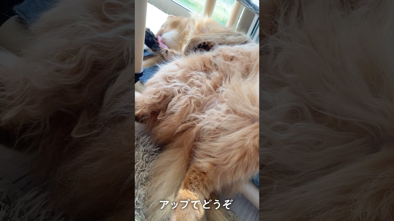 # 133　竜田揚げにしか見えないソマリ（醤油味）