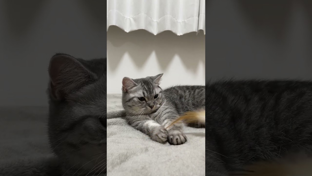 どうしても羽を押さえたい子猫 #shorts #猫 #マンチカン #cat #kitty #bts #boywithluv