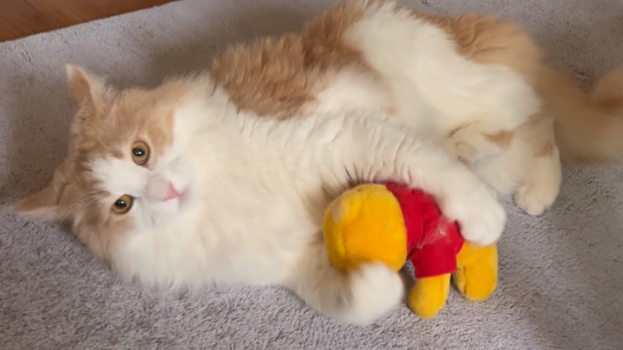 【必殺‼︎】可愛い猫キック特集✨ノルウェージャンフォレストキャット❤︎