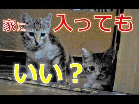 【保護猫】野良子猫が家族になるまで   A stray cat becomes a family