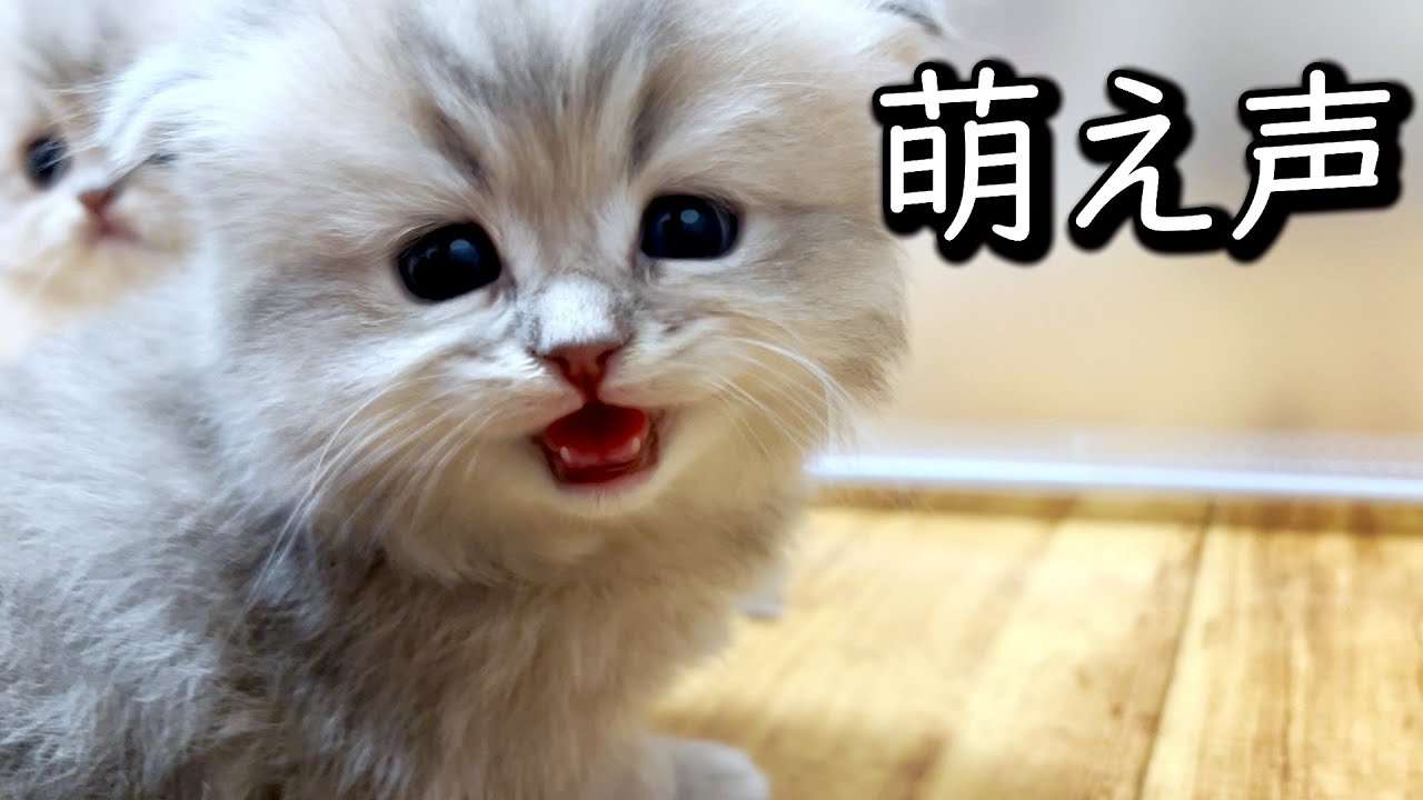 【ペルシャの子猫】子猫の萌え声を聞いているだけな件 ∼猫のいる生活Vol.641∼ 出産動画 マンチカン短足・ミヌエット・ペルシャ猫専門ブリーダー『ペット蔵人』【子猫の成長記録】