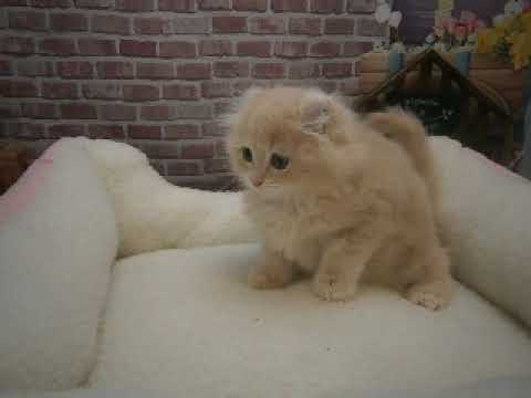 623064 アメリカンカール