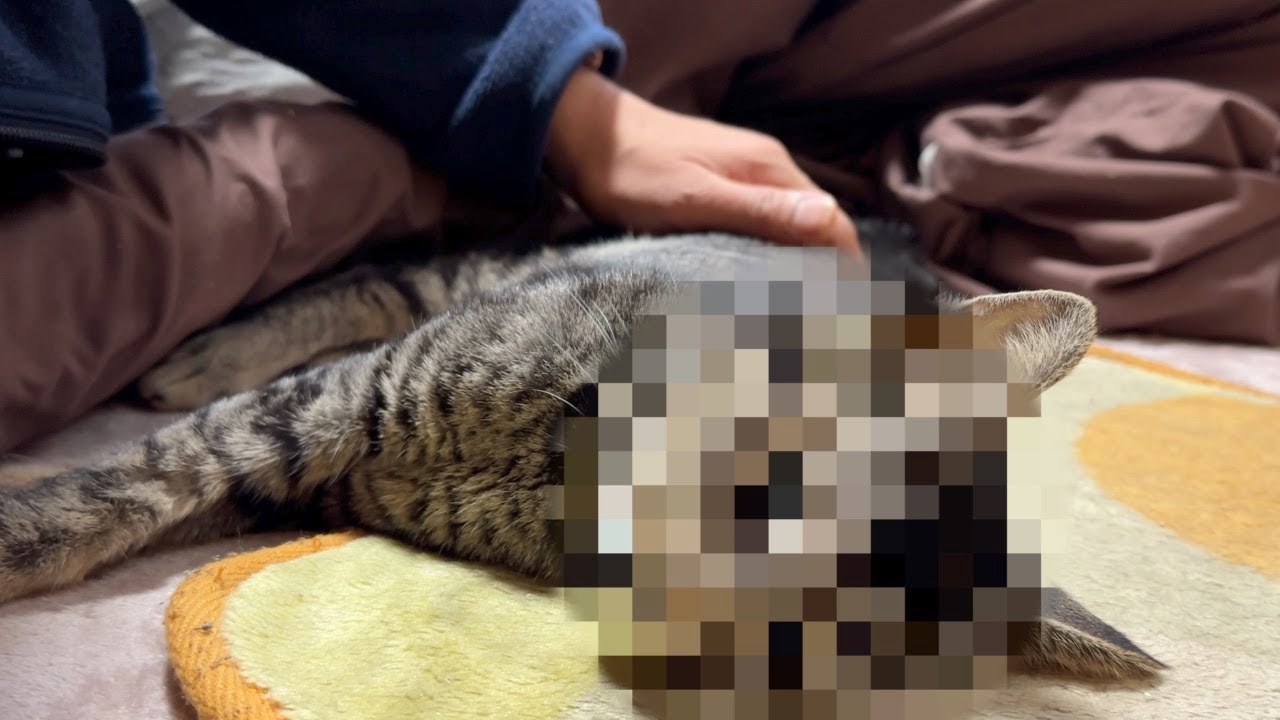 【閲覧注意】生後10ヶ月の子猫を看取りました•••【猫が死ぬ瞬間】
