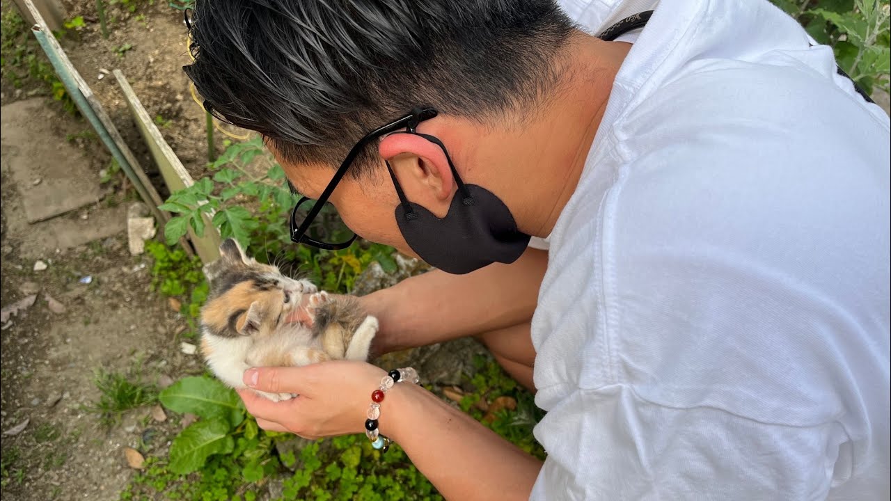 子猫を保護しました