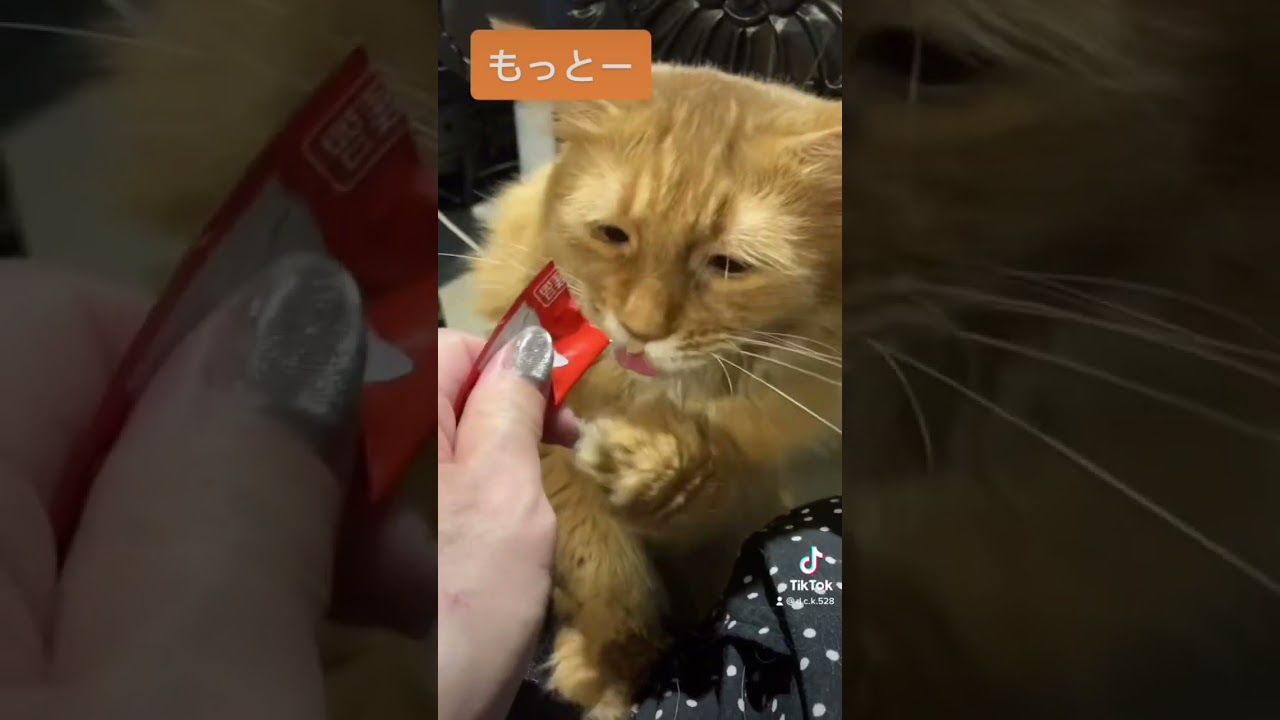 手が出る猫💜【ソマリ】#shorts  #ソマリ #猫
