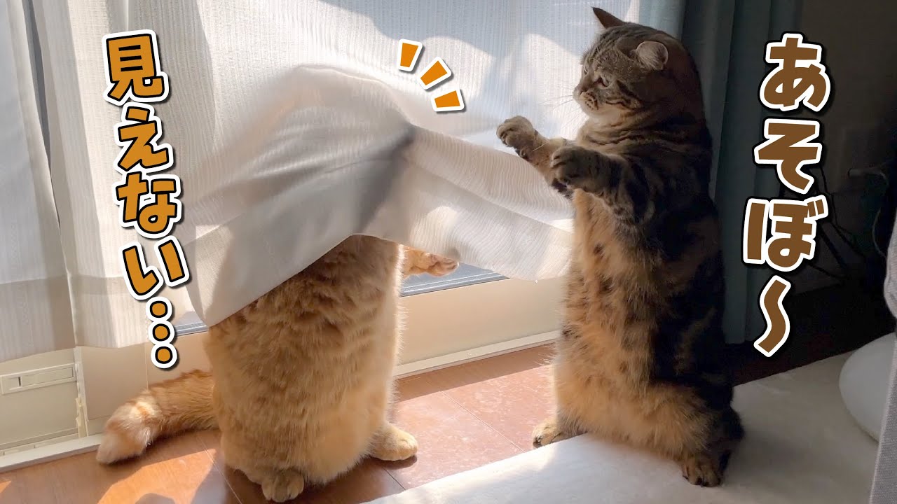 天真爛漫な弟猫と手を焼く兄猫のかけ合いが可愛すぎる！