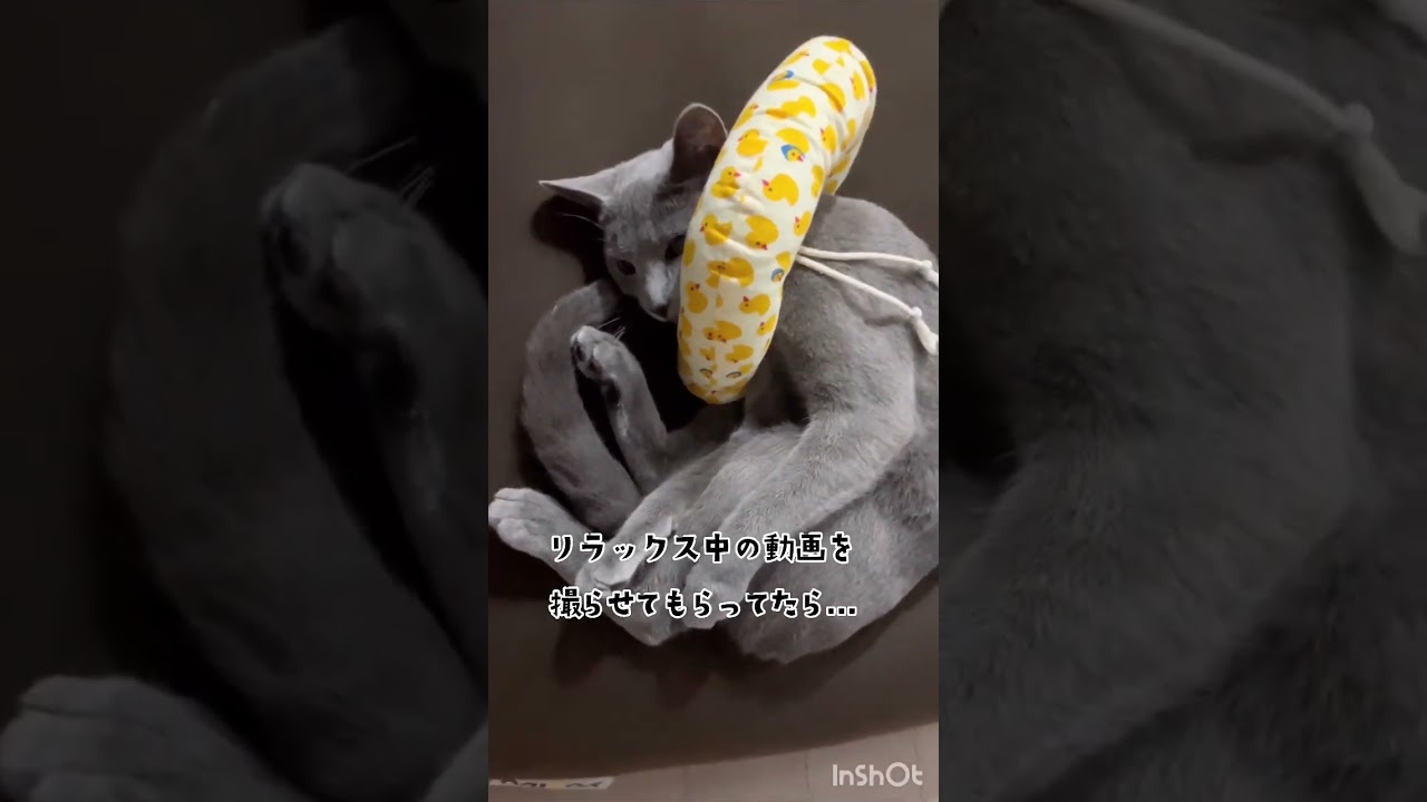 文句を言うにゃんこ　#Shorts #ロシアンブルー　#ねこ　#ねこ動画　#cat #猫　#Russianblue