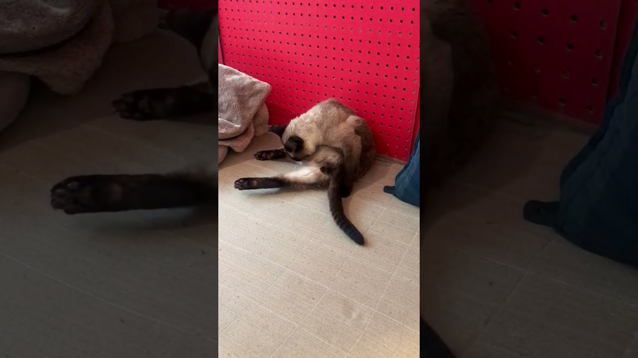 アクビをしてからナゾのポーズでペロペロお手入れのたぬき猫なのにゃ♪