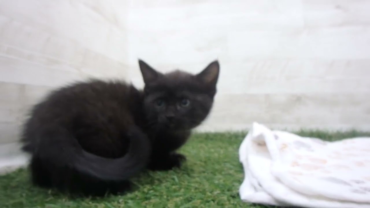 00622634 ボンベイ