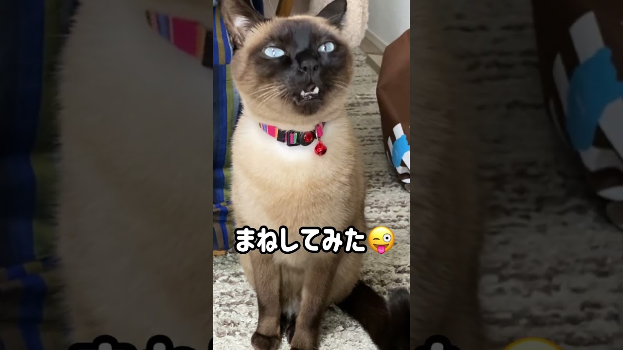 シャム猫ムーン🌙チャンネル・かしこいムンちゃんは、ちゃんと返事をします💗