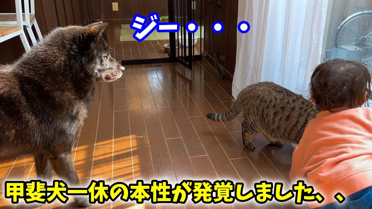 甲斐犬一休の本性が発覚しました【娘と猫と甲斐犬】実は一休って、こうなんです・・・