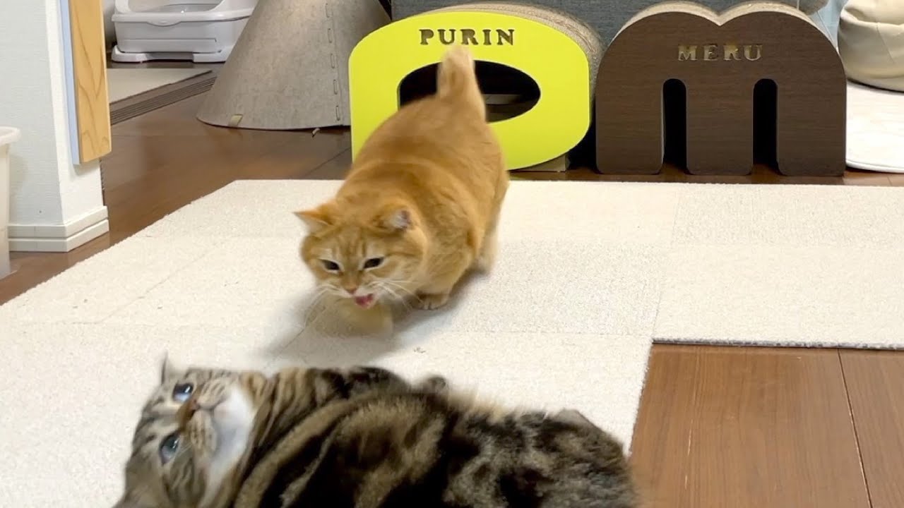 飼い主が数分だけいなくなった時の出来事