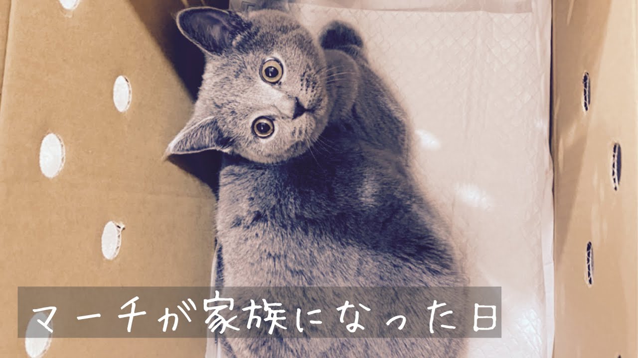 マーチが家族になった日(ブリティッシュショートヘア)