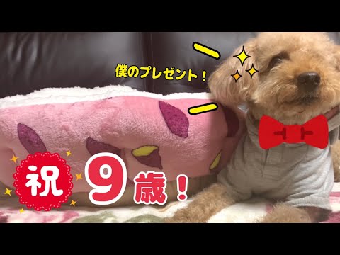 3月3日のエアロの誕生日パーティー！🐶✨