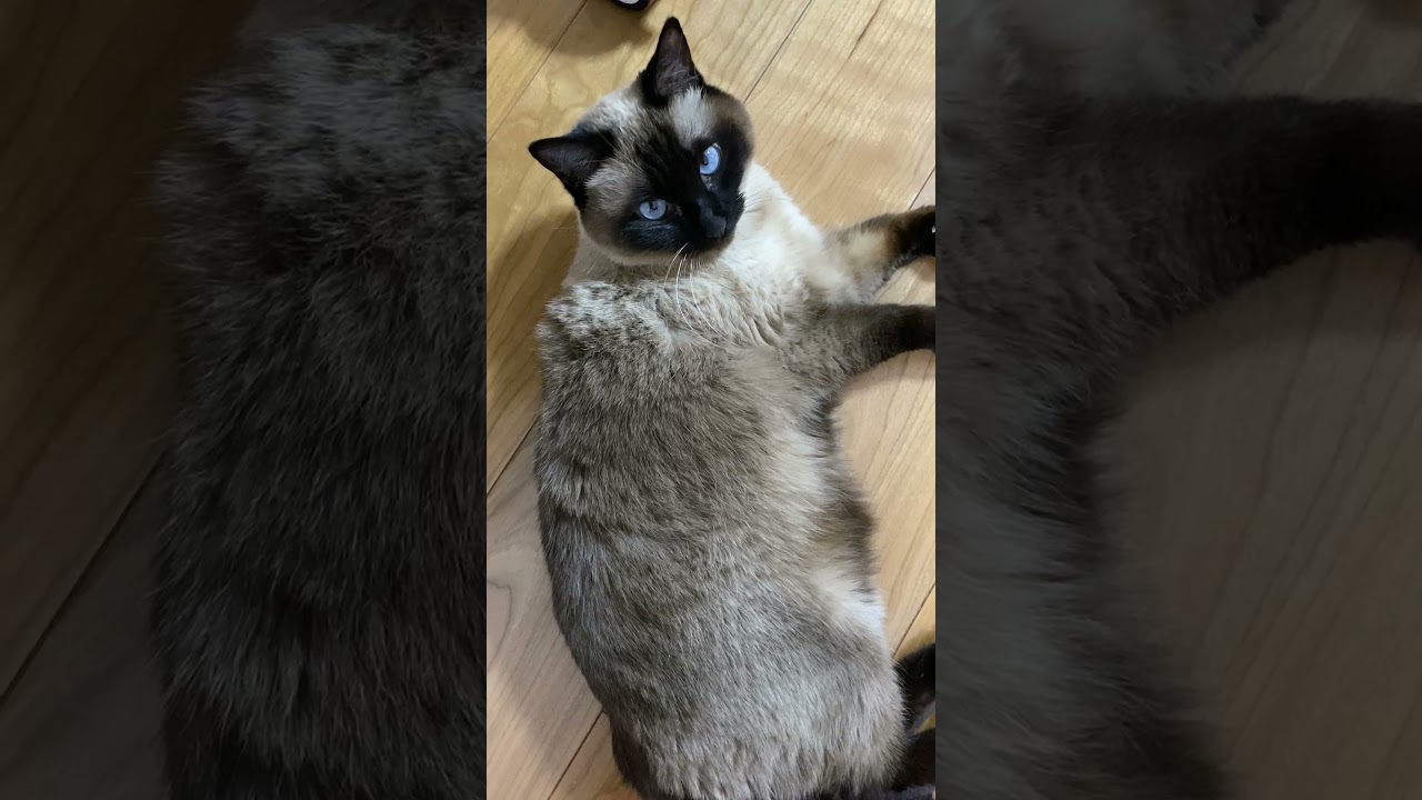 【2023.03.08】今日のシャム猫のふくさん（音無し）【たぬき猫】 #Shorts