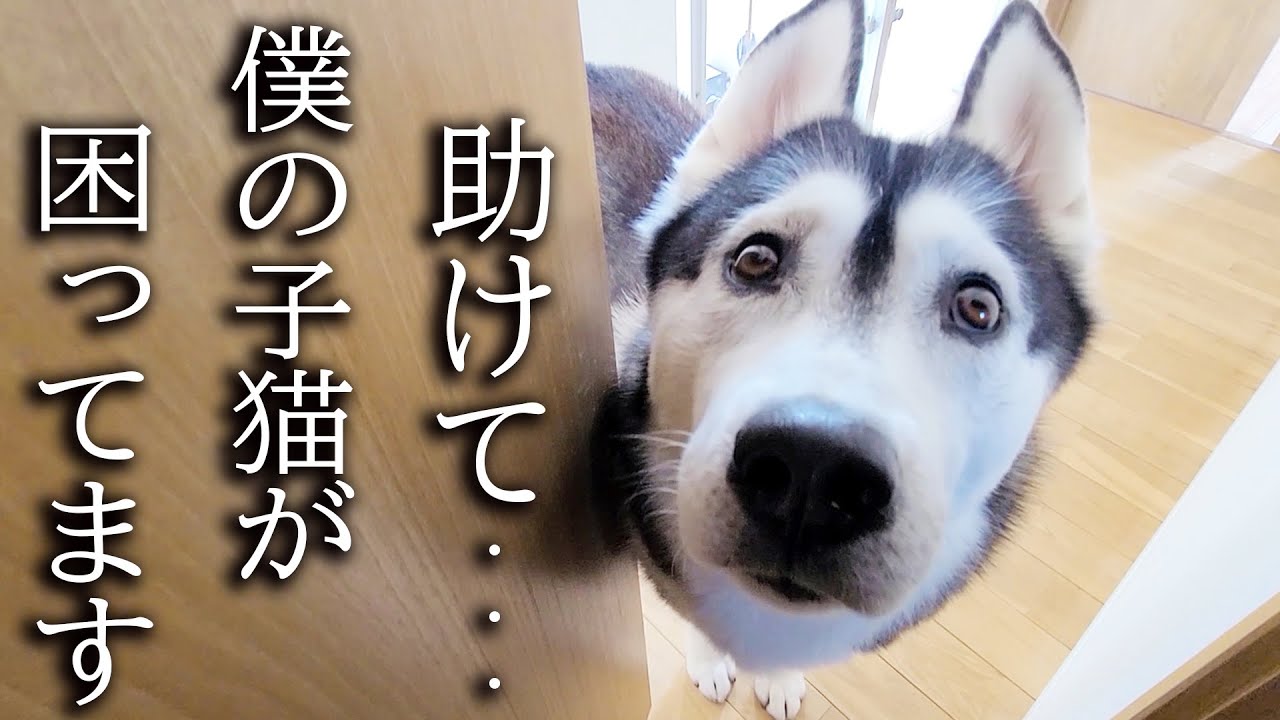 子猫が困ってるので助けを求めに来たハスキー犬について行くと...