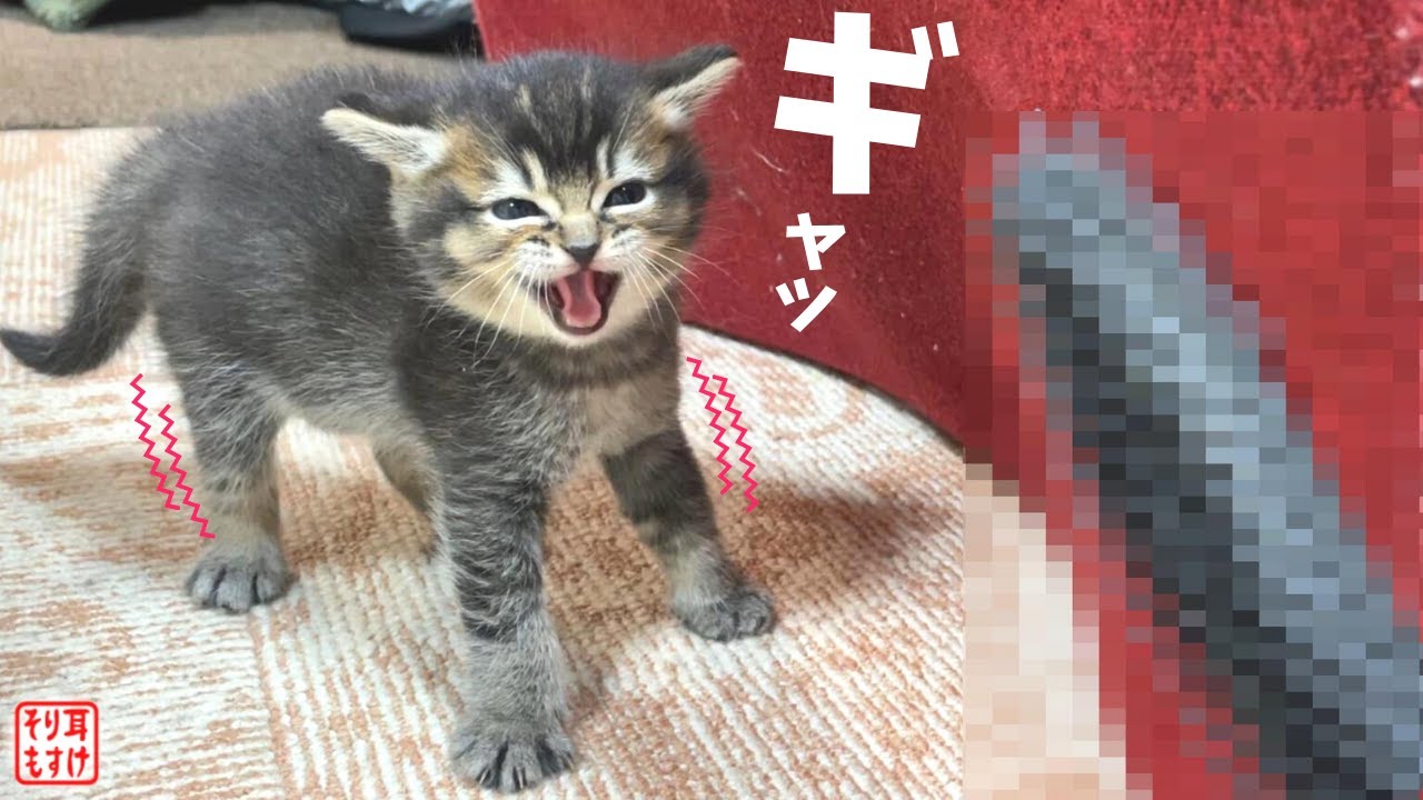 どうして⁉アレを見せると異常に反応する子猫が可愛すぎたｗ【奇跡のイクメン猫】