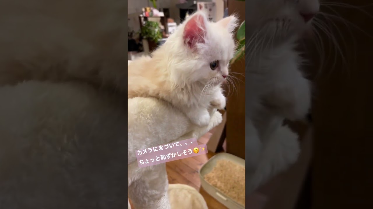 照れる子猫🤭💓                              #cat #スコティッシュフォールド #子猫 #立ち耳 #猫 #かわいい #にゃんこ#こはにゃん
