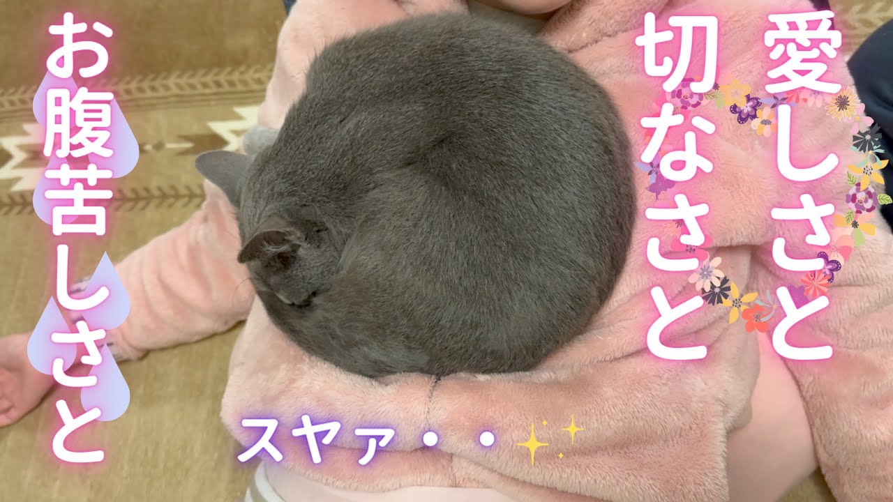 胸いっぱいの幸せをくれる猫（ロシアンブルー）