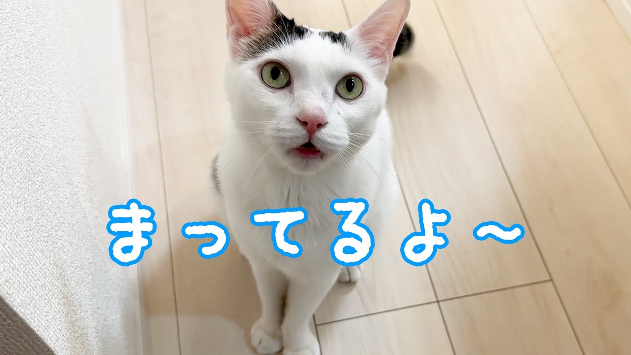 ママが寝るまでずっと待ってるチロモモが可愛い…！