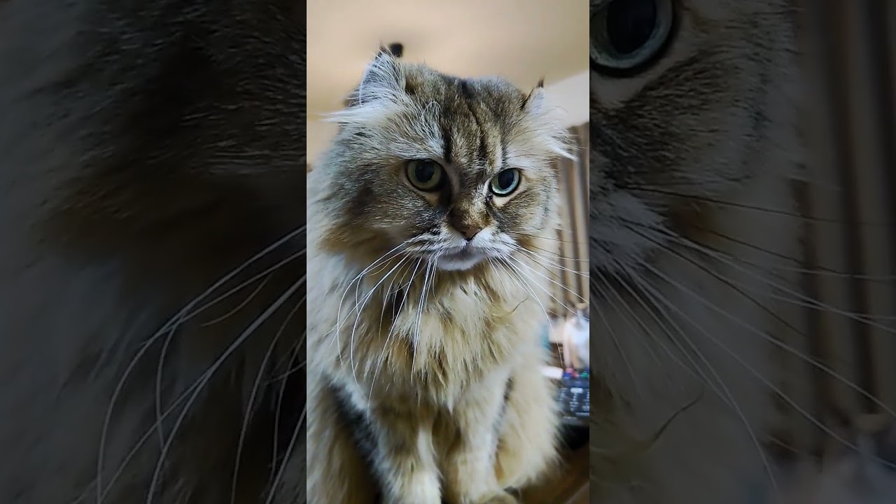 猫が鳴くから「なーん」で返事し続けた😸 #猫 #ショート #多頭飼い #アメリカンカール　#長毛猫