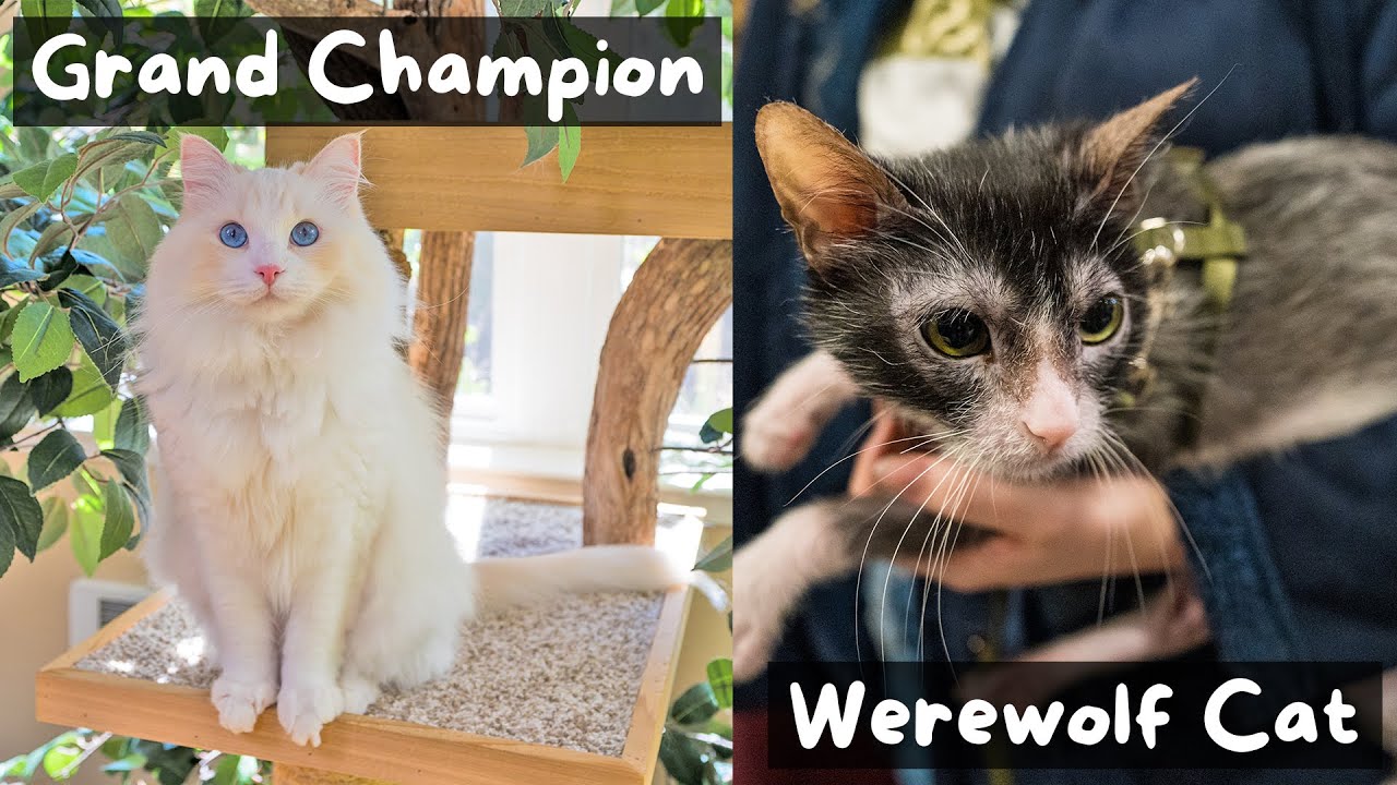 What Really Happens at a Cat Show (San Diego CFA) | The Cat Butler