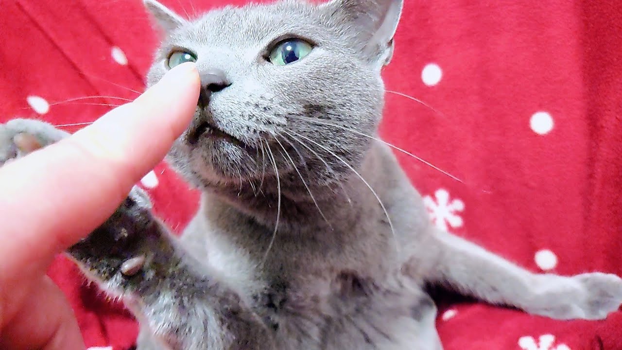 【猫動画】嫁と場所を取り合うロシアンブルー【russianbule】Russian blue competing for place with his wife