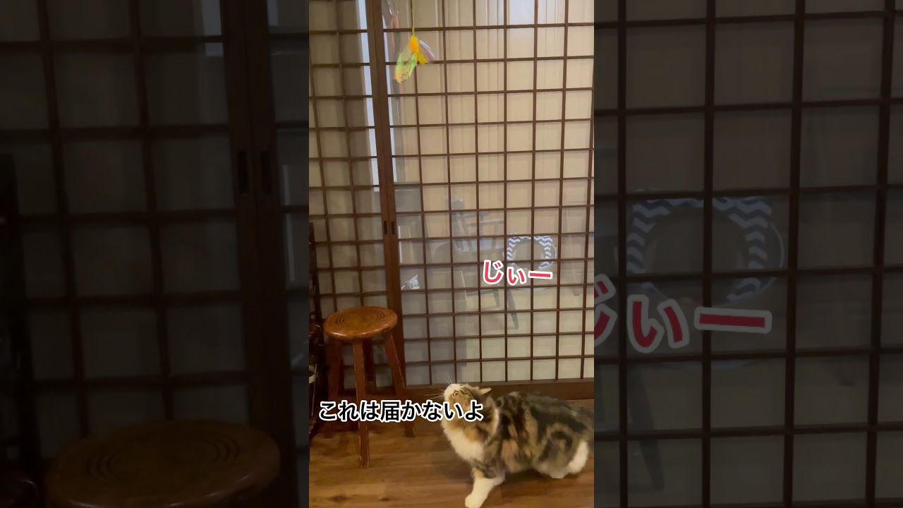 サイベリアン子猫が壁をクライミングする動画#shorts