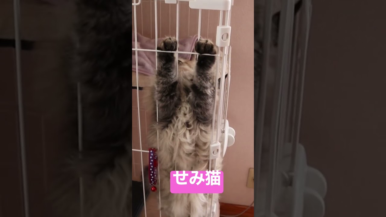 せみ猫　#shorts〜ペルシャ猫