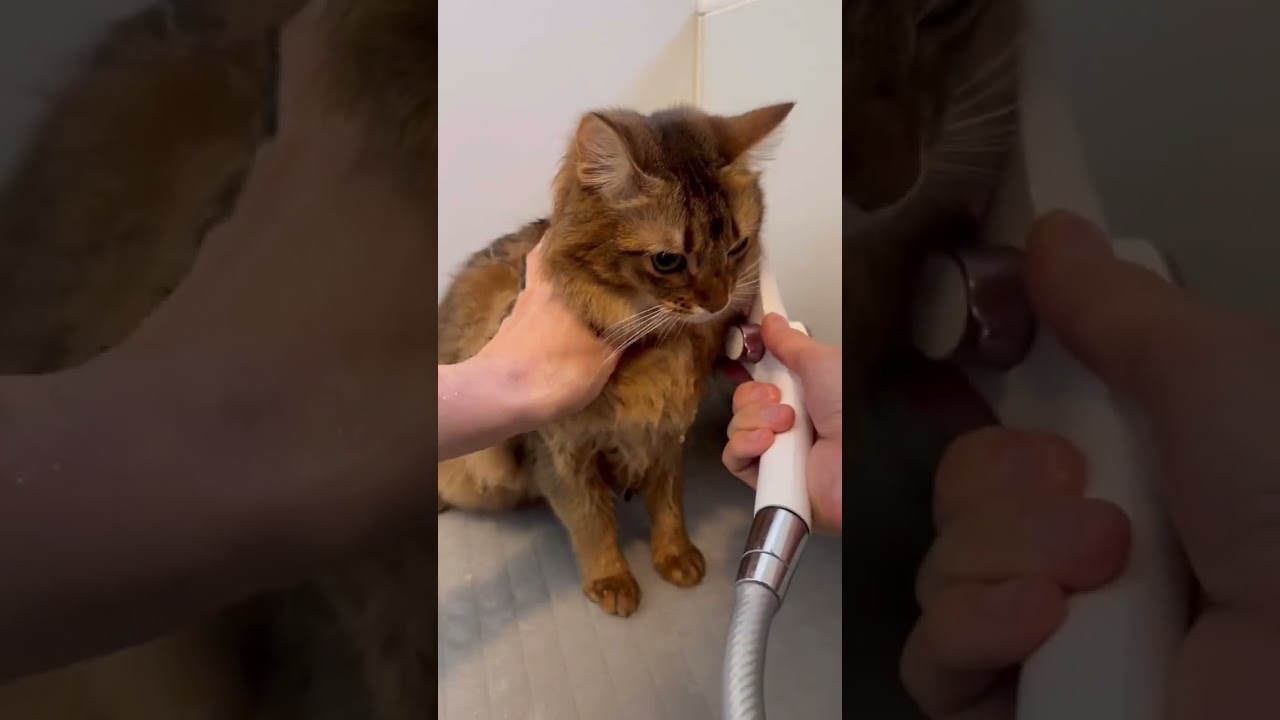 猫のシャンプーと爪切りと指毛ジョリジョリ