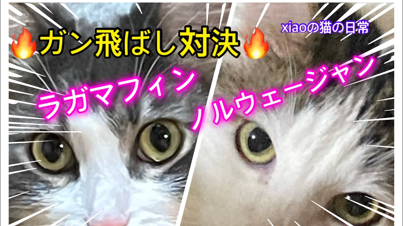 【ラガマフィン🔥ノルウェージャン】睨み合い