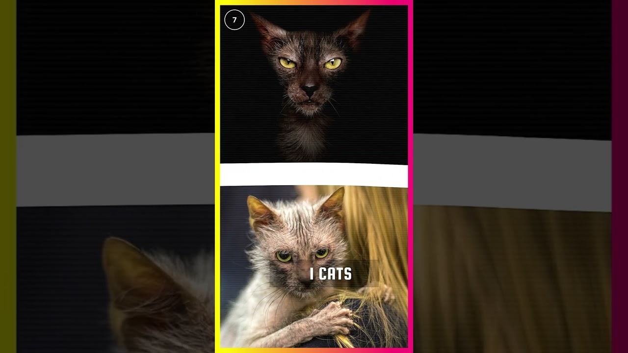 Top 10 Scariest Cats In The World! Don't Watch This Alone #shorts #scarycat #cat #catshorts #short