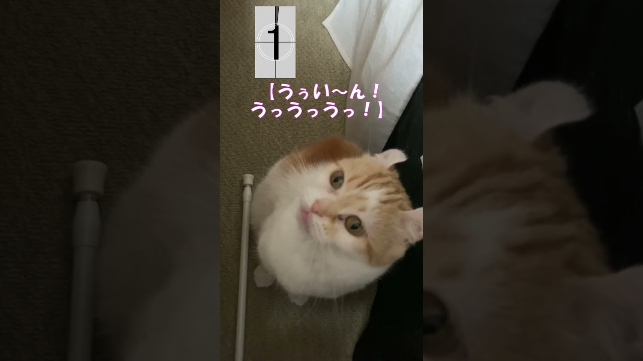 うぅい～ん！うっうっうっ！ #shorts  #猫 #アメリカンカール #cat