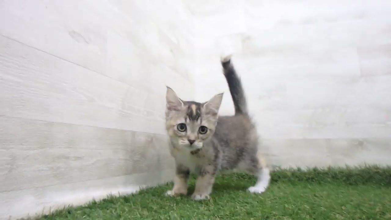 Coo&RIKU　No00623223 アメリカンカール