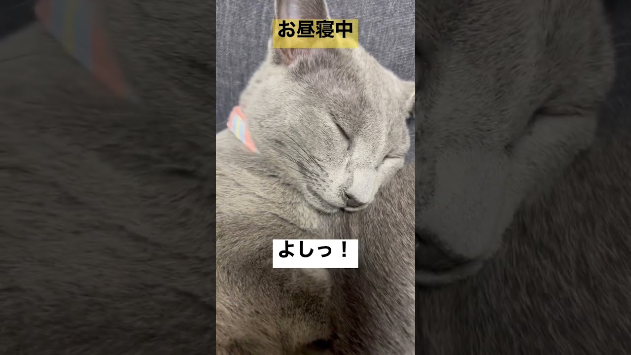 たまに変顔お昼寝猫#ロシアンブルー #猫 #子猫#cat #catcute #かわいい猫 #昼寝猫