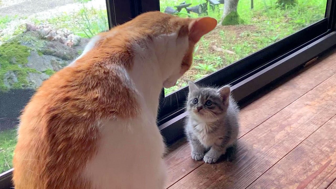 子猫保護9日目：先住猫さん、チーッス！
