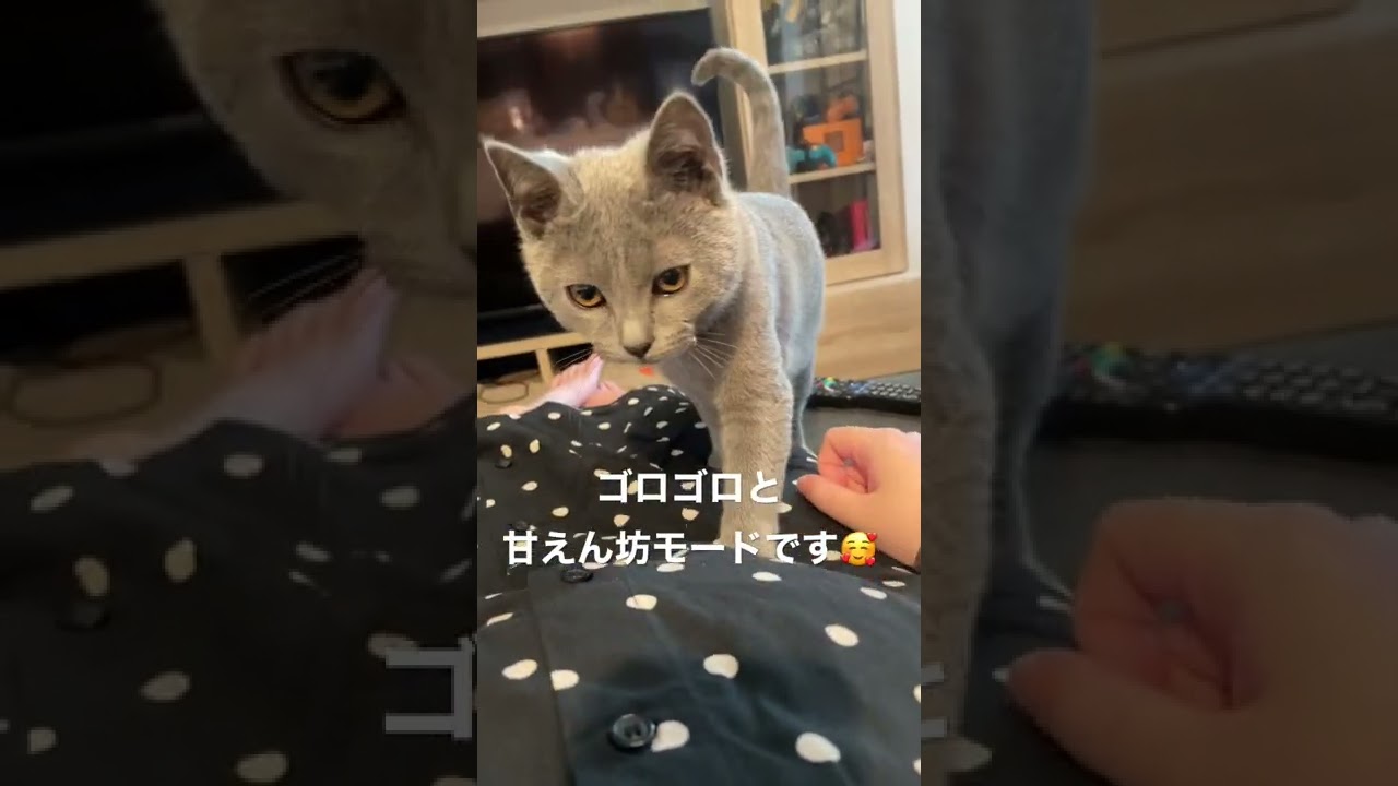 シャルトリューの子猫が寝起きに甘えん坊になるのが可愛すぎる… #シャルトリュー #猫 #猫のいる暮らし #chartreux #shorts