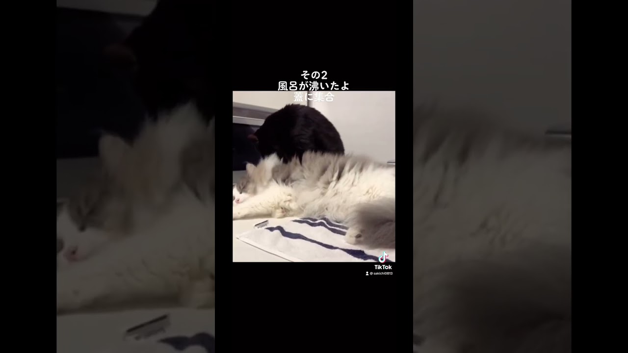 【大寒波と猫】快適に乗り切るノルウェージャンフォレストキャット兄弟の秘策！