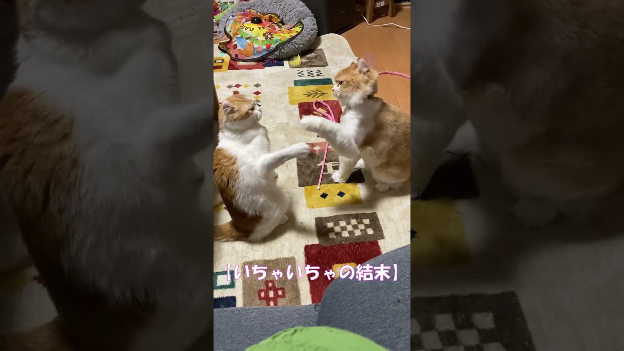 いちゃいちゃ猫の結末(笑) #shorts  #猫 #アメリカンカール #cat