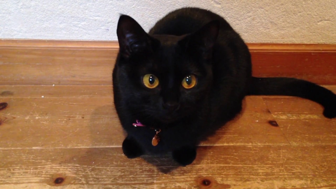 部屋に入りたい子猫☆ Black bombay cat（黒のボンベイ猫）