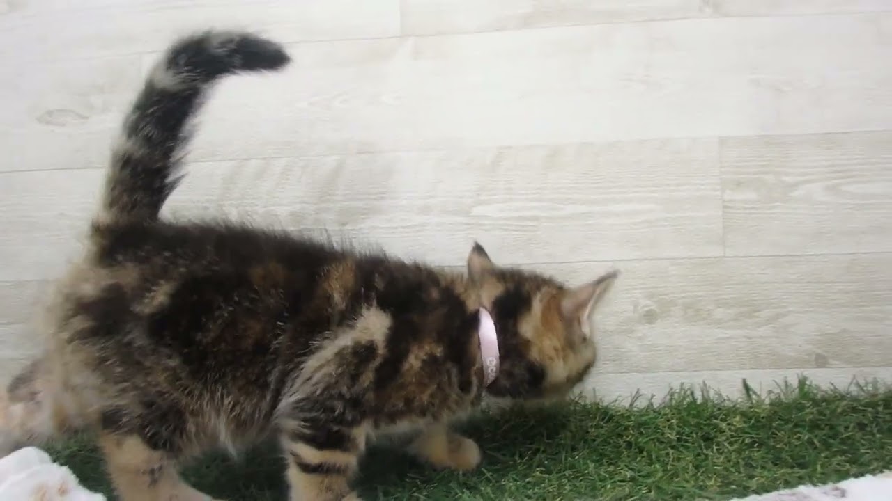 00622637 アメリカンショートヘアー